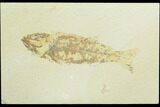 Bargain, Fossil Fish (Mioplosus) - Uncommon Species #125999-1